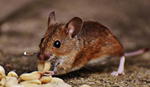 24 Hour & Emergency Exterminators in Bellegrove, PA